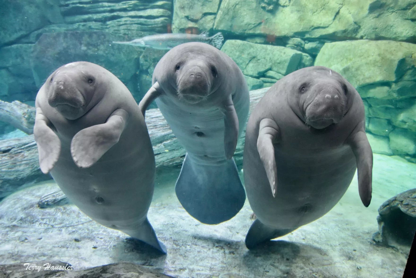 Save the Manatees Forever stamps 5 books of 20 (100 stamps total)
